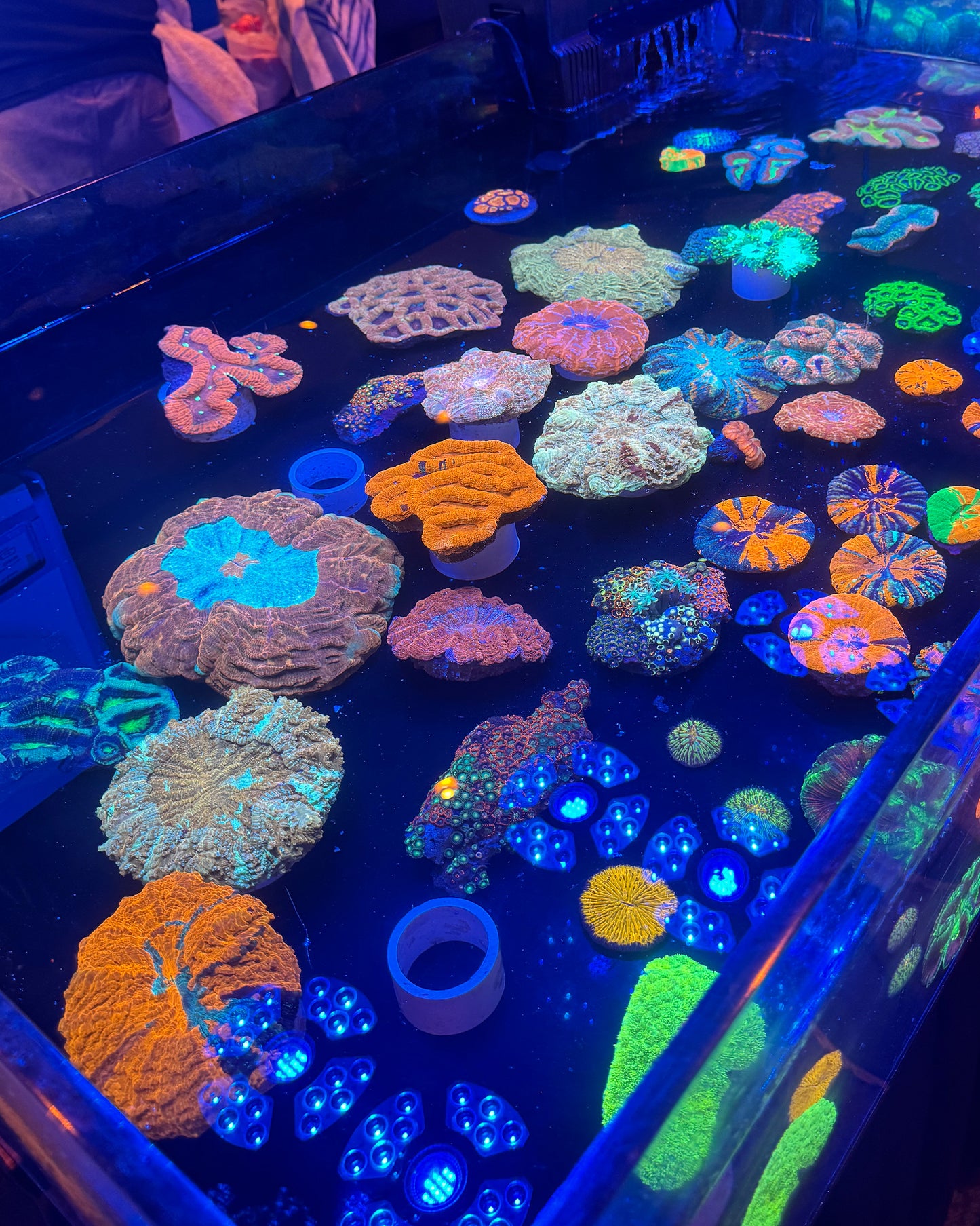 Reefapalooza Orlando 2026 Admission
